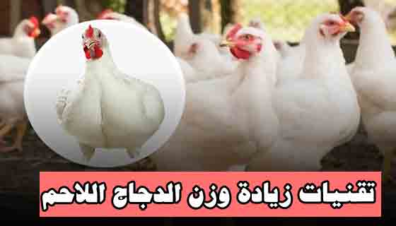 تقنيات زيادة وزن الدجاج اللاحم