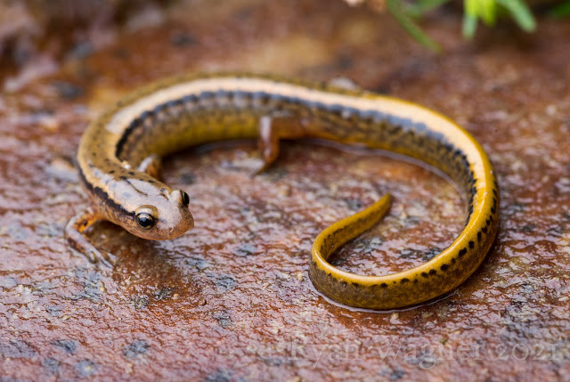 northern twolined salamander ohio