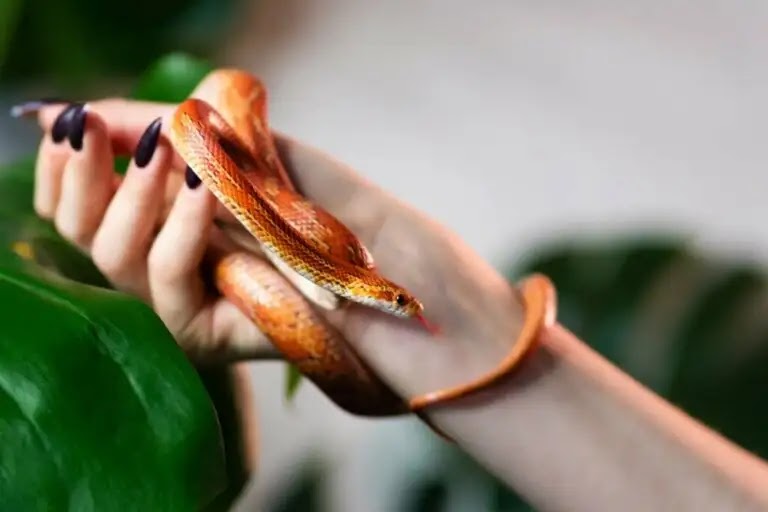 ১০ সুন্দর ছোট এবং পোষা সাপের যত্ন নেওয়া সহজ - 10 Cute Small and Easy to Care For Pet Snakes