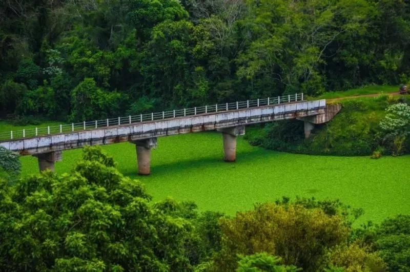 Poluição causa fenômeno ‘tapete verde’ que cobre rio em Santa Catarina