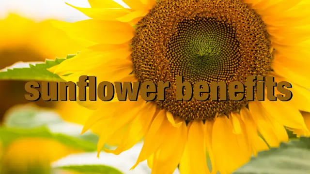 Sunflower is a plant that is used for many purposes, and its benefits are abundant as it is used for industrial as well as medicinal purposes.