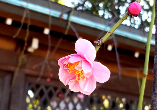 千葉県市川市 白幡天神社