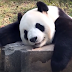 Panda Merupakan Hewan Yang Dapat Dijadikan Model Produk