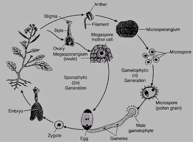 plant-kingdom-cbse-notes-class-11-biology
