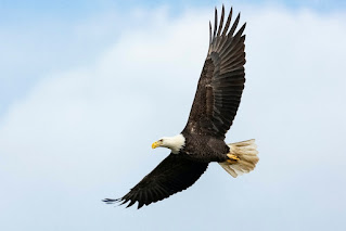 Old Eagle Short Story moral in hindi