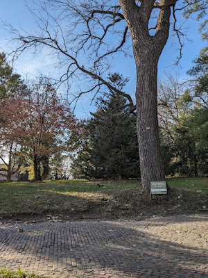 historic tree at Arbor Lodge State Historic Park