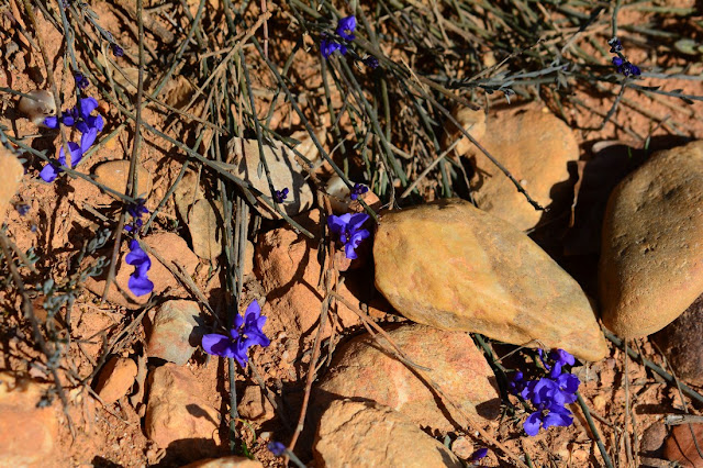 Polygala microphylla