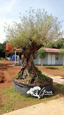 Jual Tanaman Hias Olive Tree (Pohon Zaitun) di Sukoharjo
