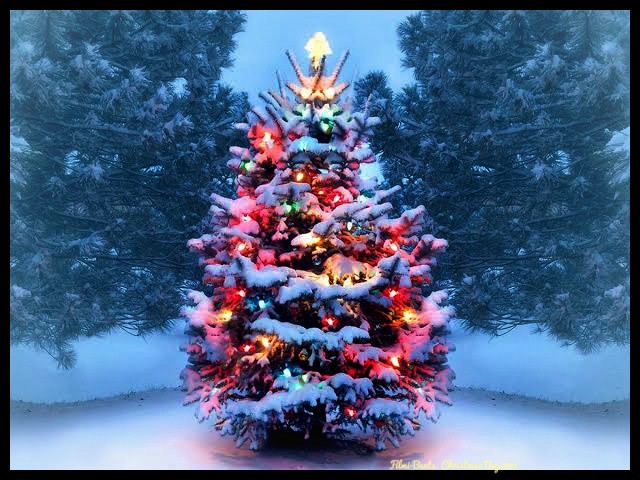Christmas Wallpaper Picture and Image's