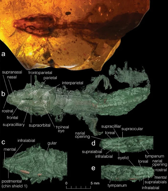 Vista general de Retinosaurus hkamtiensis: (a) fotografía del espécimen -un cráneo bien conservado, que incluye la mandíbula, parte del hioides (ceratobranquial) y un esqueleto postcraneal parcial, así como tejidos cutáneos bien conservados- dentro de la resina de ámbar en vista dorsal; (b-d) renderización de escáner computarizado de alta resolución (HRCT) de la superficie del tegumento; nótese que el tegumento no es visible en la fotografía, ya que puede estar conservado como una capa translúcida; el color verdoso indica la piel, el marrón claro indica los huesos conservados en el interior. Crédito de la imagen: Čerňanský et al., doi: 10.1038/s41598-022-05735-5.