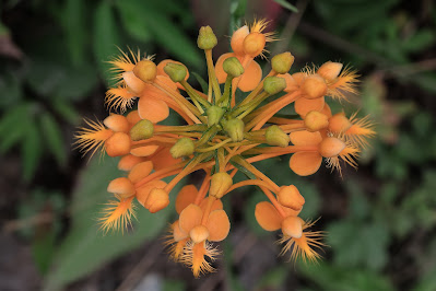 Platanthera ciliaris - Yellow fringed orchid - The Haired Platanthera care