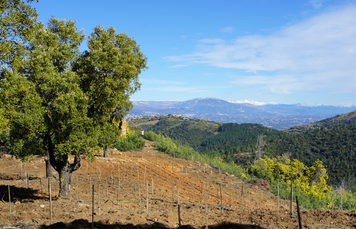 View from Tanneron Ridge