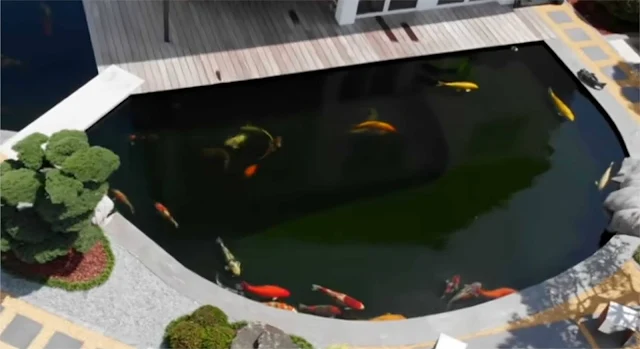 Ikan Koi Jangan Masukkan Ke AIr Kolam Dari PDAM