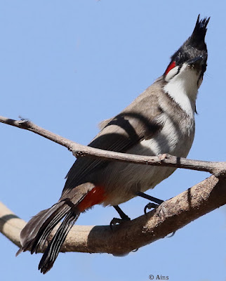 Red-whiskered Bulbul