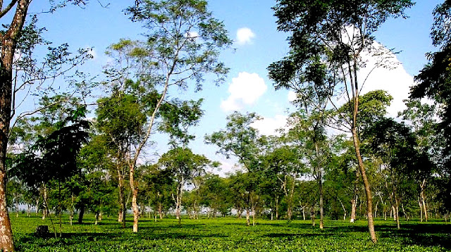 Gorumara Neora Tea Estate