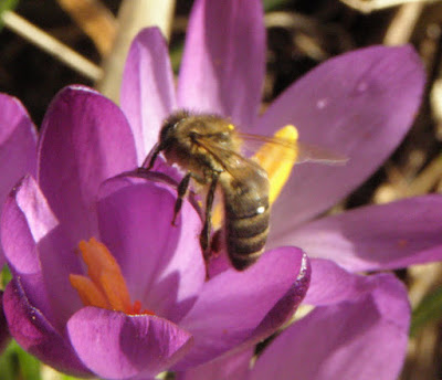 Boerenkrokus honingbij