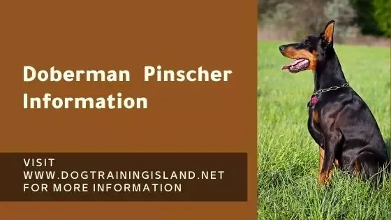 doberman pinscher temperament