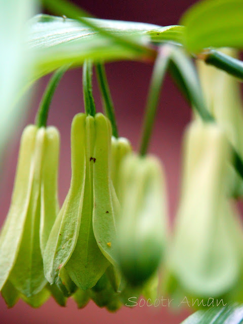 Disporum sessile