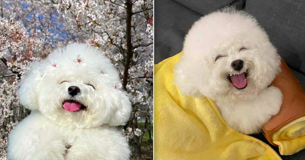 Adorable Bichon Frise Dog From Korea Chalks Up Quarter Of A Million Followers On Instagram