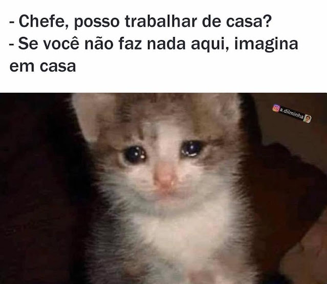 70 memes para quem ama gatos