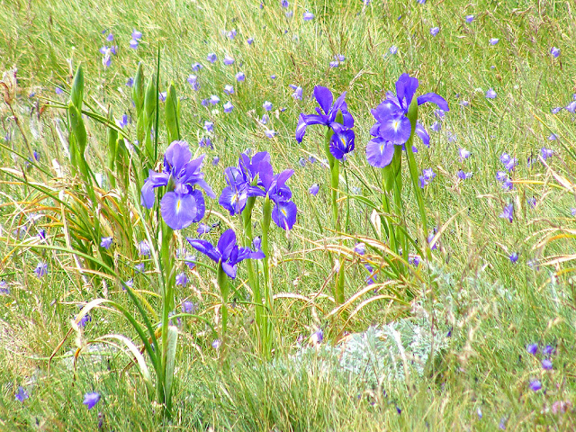 English Iris Iris latifolia, Hautes Pyrenees, France. Photo by Loire Valley Time Travel.