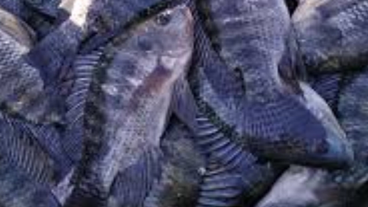 Umpan Ikan Mujair memang perlu diketahui saat akan memancingnya