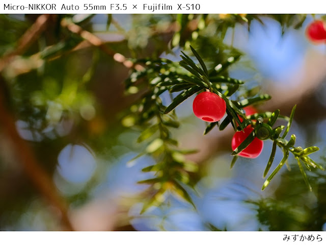 Micro-NIKKOR Auto 55mm F3.5、木と実