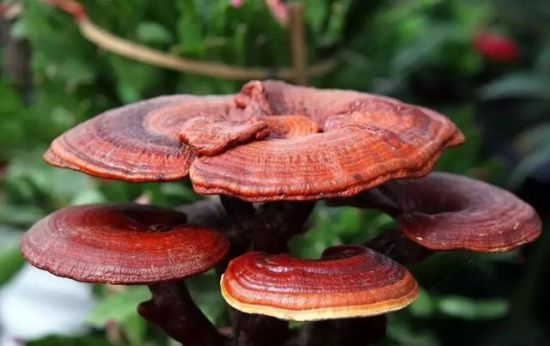 Ganoderma Mushroom Supplier in Haiti | Ganoderma Mushroom Company in Haiti | Biobritte mushroom company