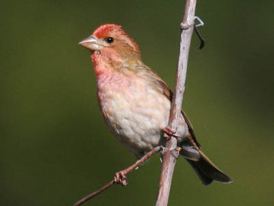 Photo of Purple Finch on twig