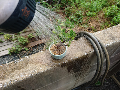 水遣り