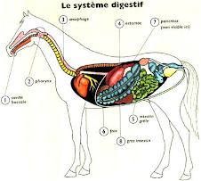 Digestion cheval