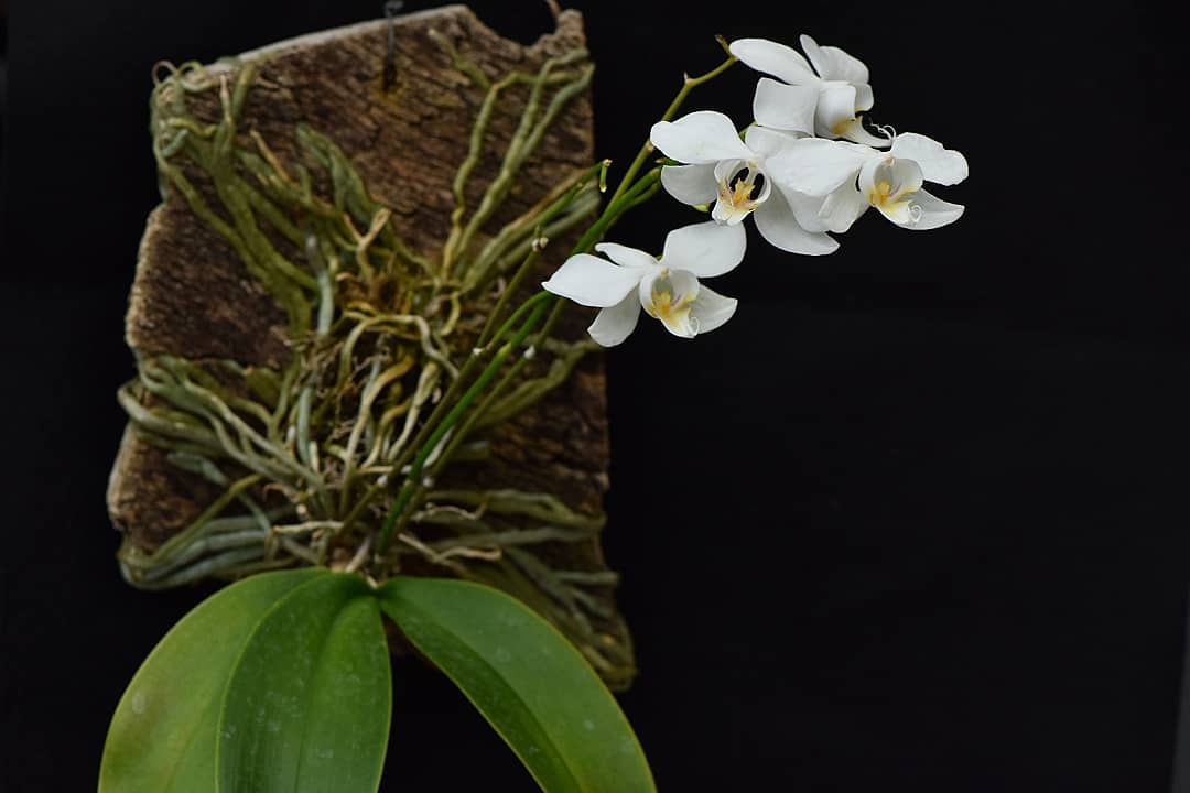 Phal. Aphrodite Orchid Grow And Care - Detailed Guide | Phalaenopsis aphrodite subp. formosana | Photo Credit: plant_jdcdiary