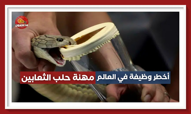 أخطر وظيفة في العالم - مهنة حلب الثعابين
