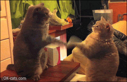 Amazing Cat GIF • 2 cats standing playing Patty-Cake. It's a serious cat job, haha [ok-cats.com]