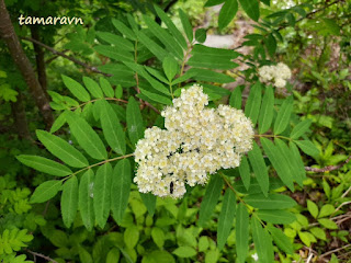 Рябина амурская / Рябина похуашаньская (Sorbus amurensis, =Sorbus pohuashanensis)