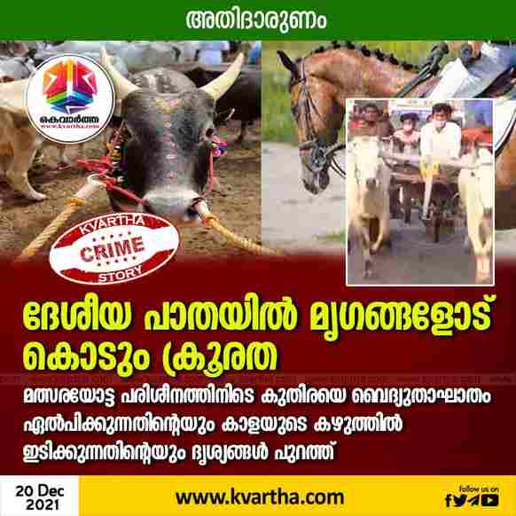 News, Kerala, State, Palakkad, Animals, Training, Horse, Ox, Electric Shock to Horse During Race Training