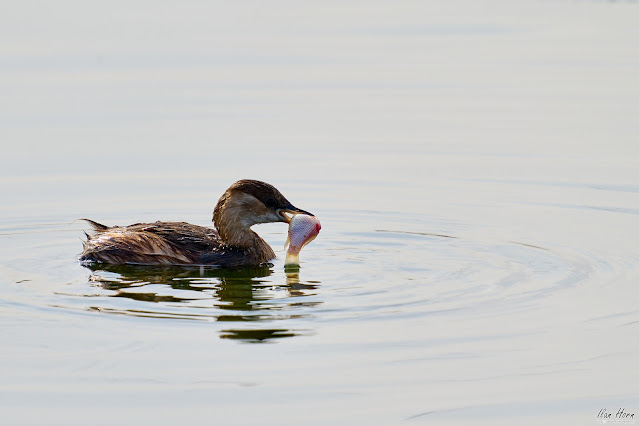 Little Grebe with Catch