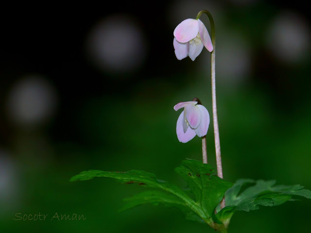 Anemone flaccida