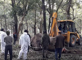 Rajaji national park, fighting between two ekephants