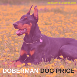 doberman dog price in India, Grooming and Training and care