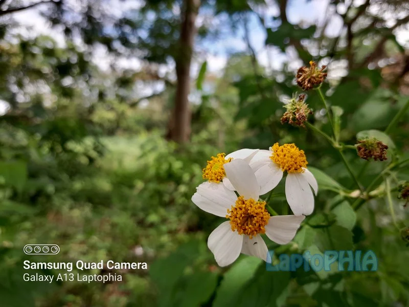 Hasil Foto Kamera Samsung Galaxy A13