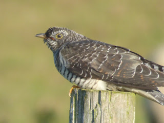 Juvenile Cuckoo