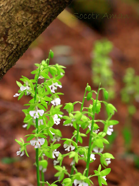 Calanthe discolor