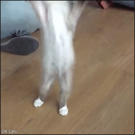 Funny Kitten GIF • Oops! Kitty jump fail. Some Cats don't always land on their paws, haha