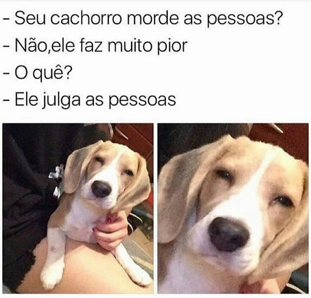 64 memes de cachorro para você ter na manga