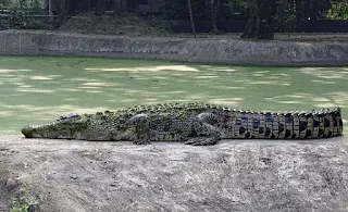 salt-water-crocodile