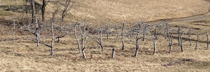 A score of bare brown apple trees in the sun