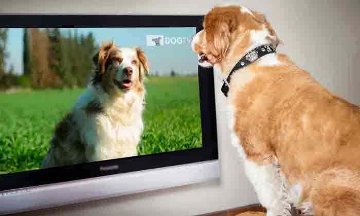 London, News, World, Dog, Online, Television, Channel, Dog TV Network Launches to Help Stress and Behavioral Problems