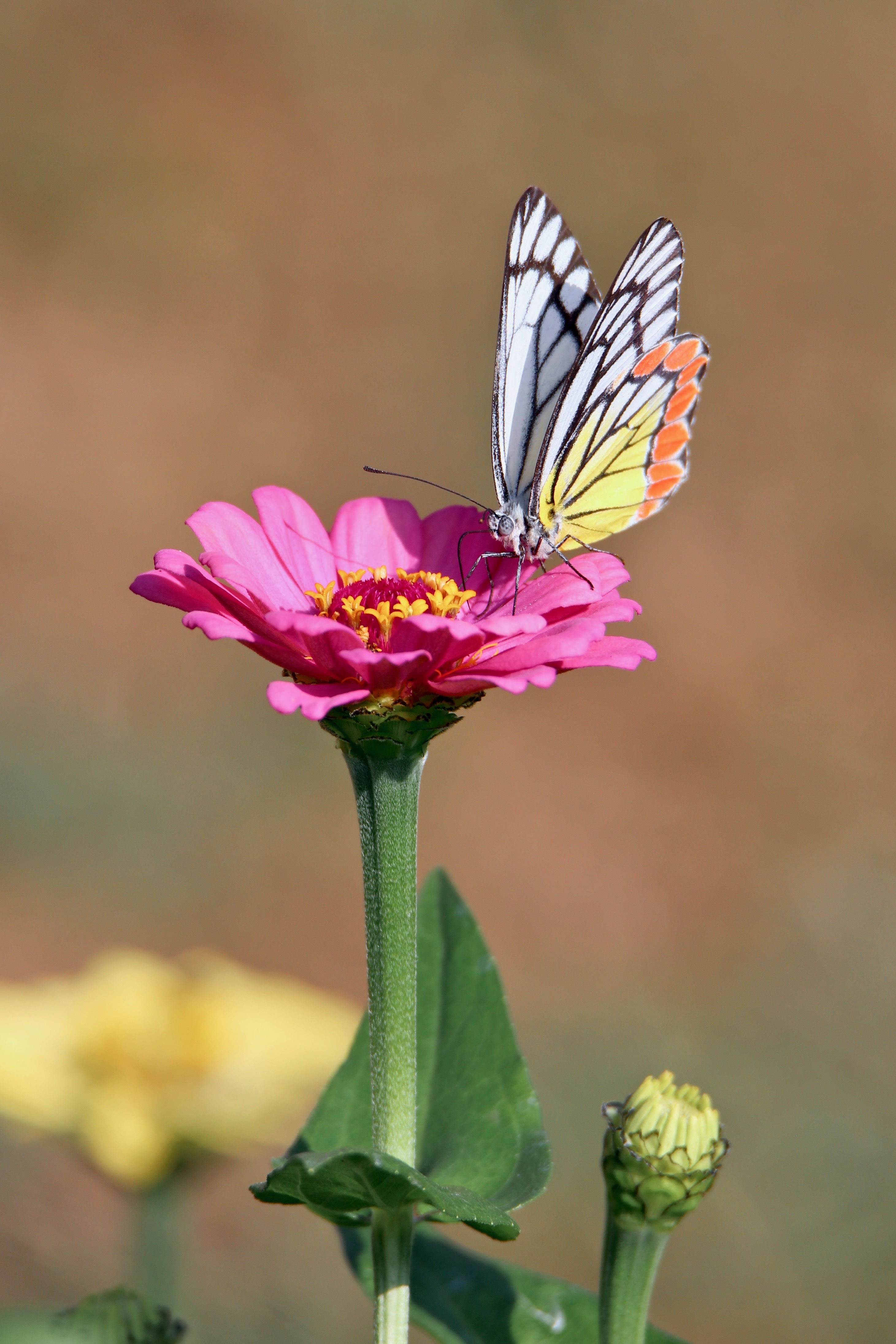 Common Jezebel Butterfly, butterflies of India, large high resolution images free