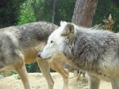 pack of wolves